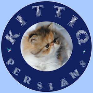 Kittiq Persians