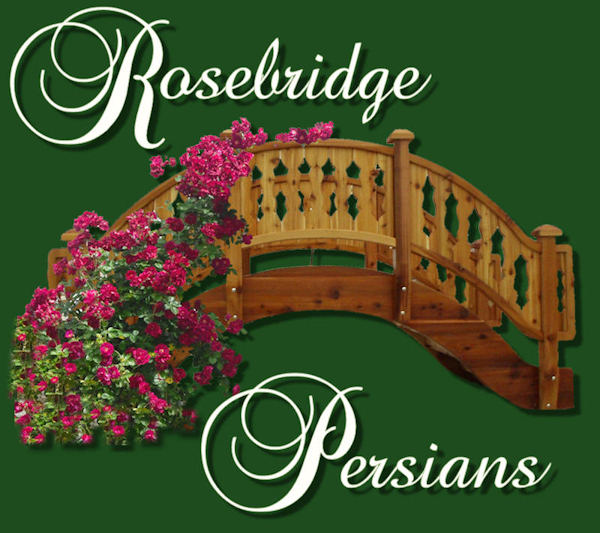 Welcome to Rosebridge Persians