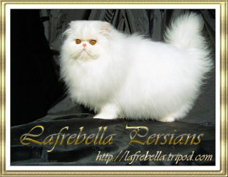 Lafrebella Persians
